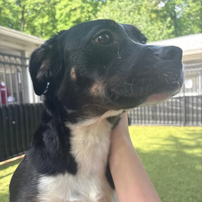 A young medium-sized female Black Mixed Breed dog named Echo for adoption in Charlottesville, VA