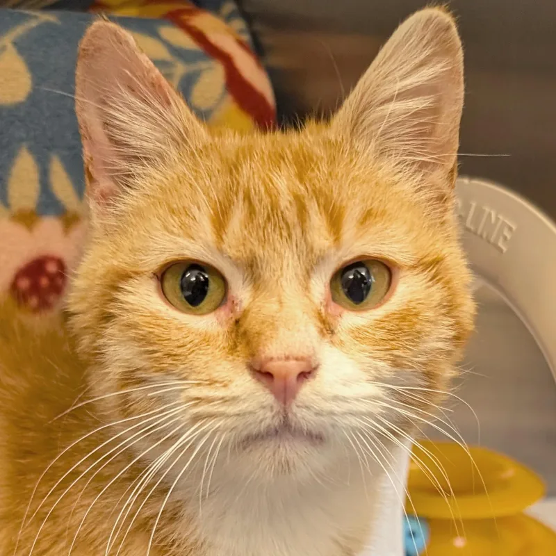 A young small-sized male Tabby (Orange / Red) Domestic Short Hair cat named Bingo Bango for adoption in Jefferson, WI