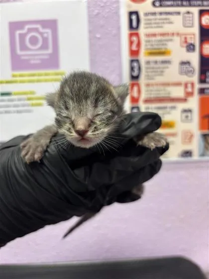 A baby small-sized female Gray / Blue / Silver Domestic Short Hair cat named 61275269 for adoption in El Paso, TX