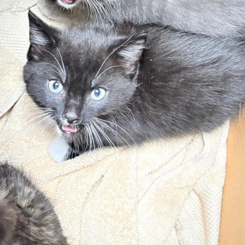 A baby small-sized female Black Domestic Short Hair cat named Bashful for adoption in Philadelphia, PA