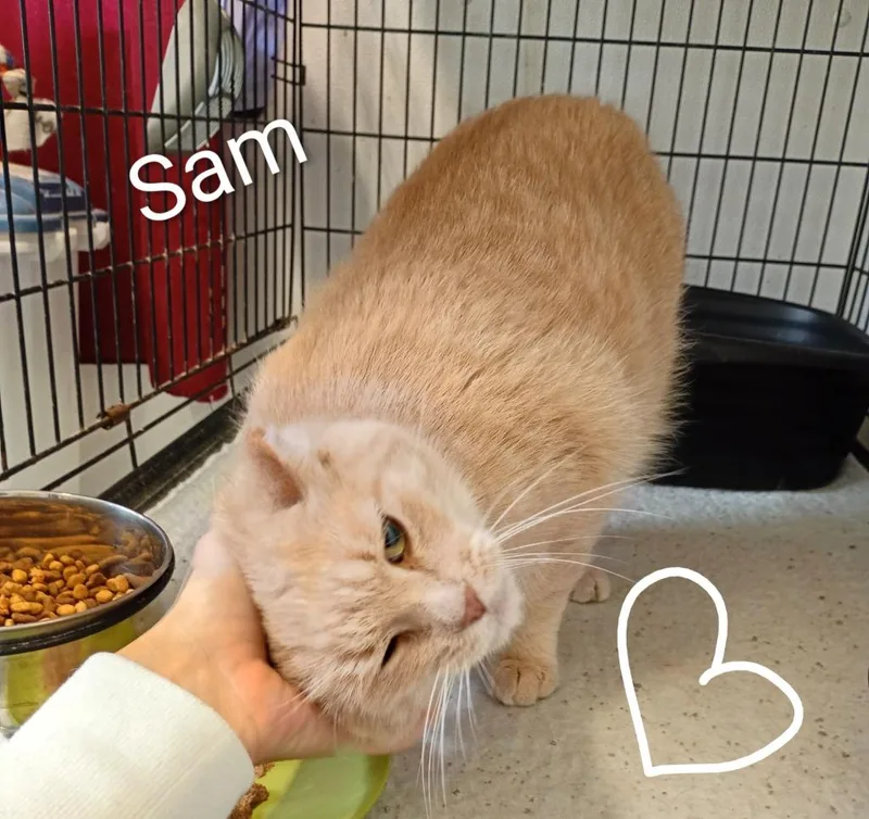 Sam thumbnail 2