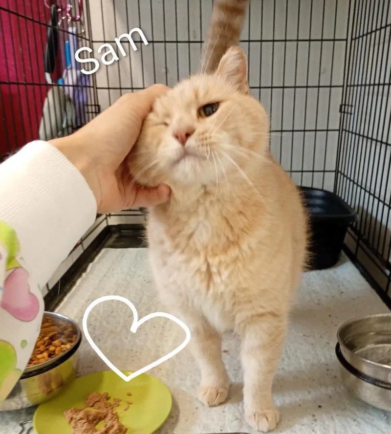 Sam thumbnail 3
