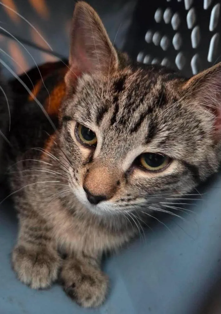 A baby medium-sized female Domestic Short Hair cat named CocoChanel for adoption in Cloquet, MN