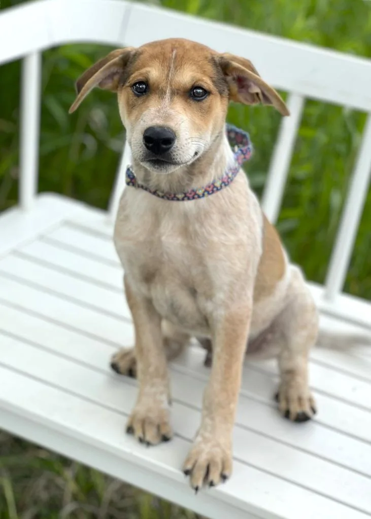 A baby medium-sized male Mixed Breed dog named Pool Litter Cannon for adoption in Savage, MN
