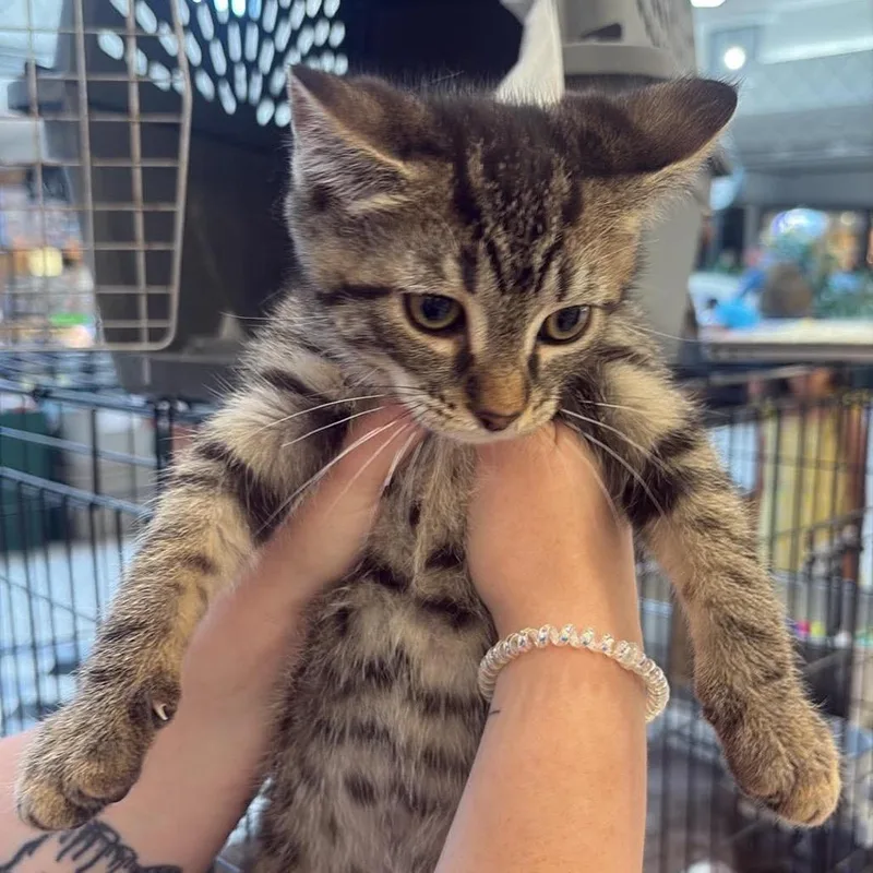 A baby small-sized male Brown / Chocolate Domestic Short Hair cat named Finnick for adoption in Hedgesville, WV