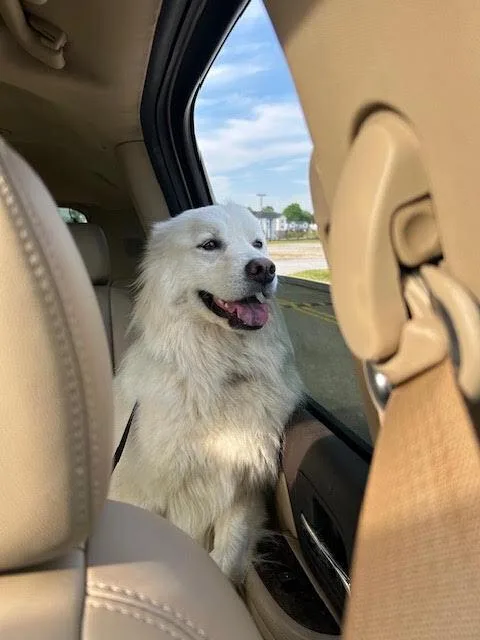 An adult medium-sized female White / Cream Great Pyrenees dog named Delilah for adoption in Chattanooga, TN