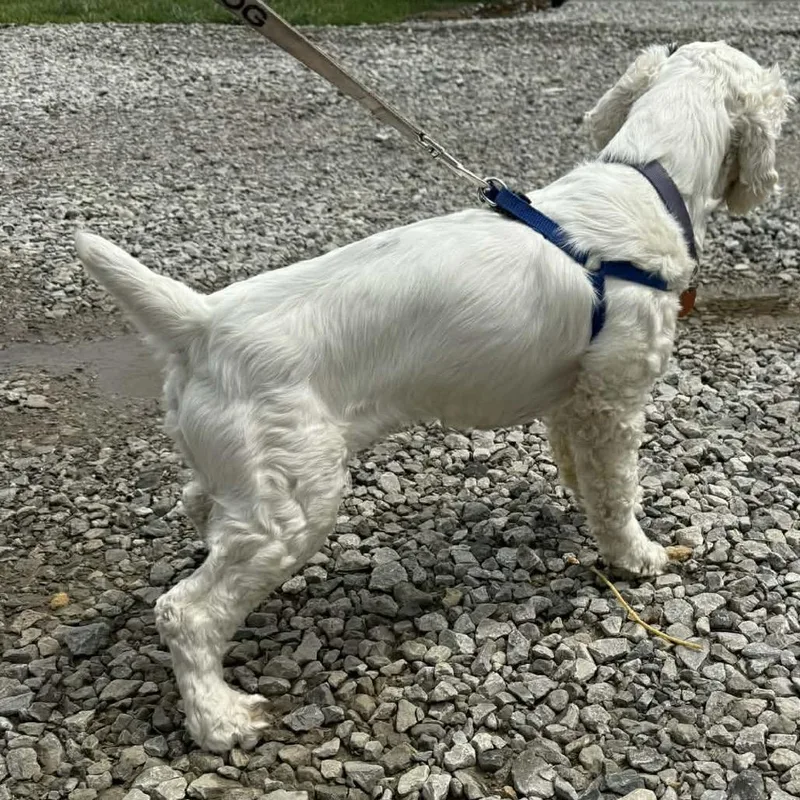 An adult medium-sized male White / Cream Cocker Spaniel dog named Artie for adoption in Spring Hill, KS
