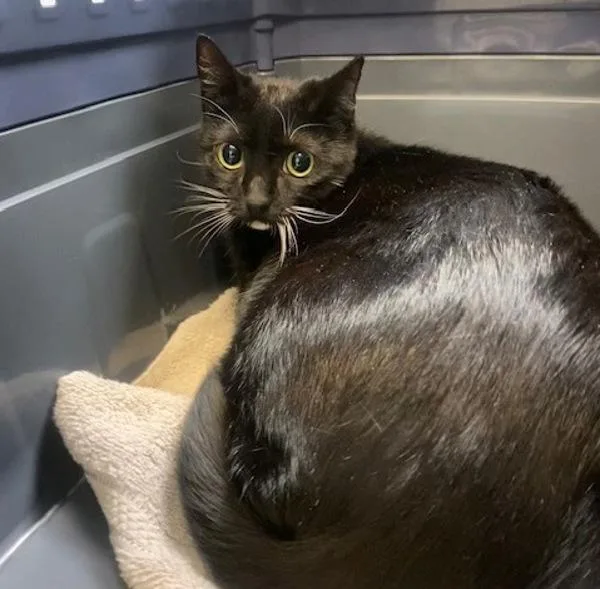 An adult large-sized female Domestic Short Hair cat named Nyx for adoption in San Diego, CA
