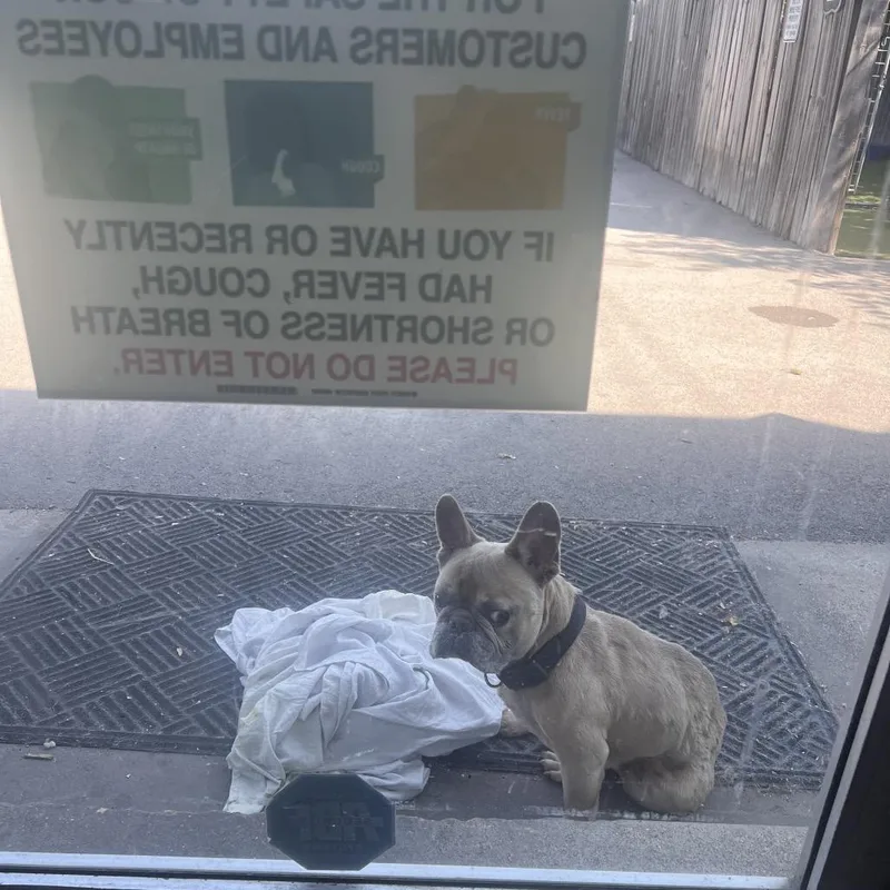 An adult small-sized male Yellow / Tan / Blond / Fawn French Bulldog dog named French Onion Dip for adoption in St. Louis, MO