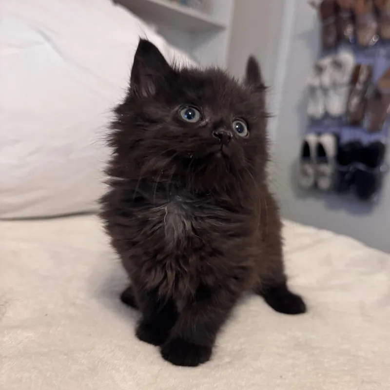 A baby small-sized female Black Domestic Short Hair cat named Octavia for adoption in Fairmont, WV