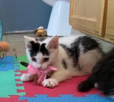 A young medium-sized male Black Domestic Short Hair cat named Tidbit for adoption in Fort Collins, CO