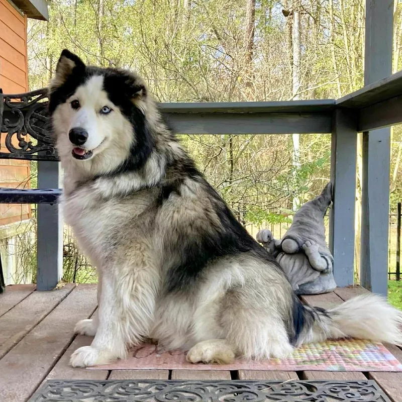 A senior large-sized male Gray / Blue / Silver Alaskan Malamute dog named Ace for adoption in Livingston, TX