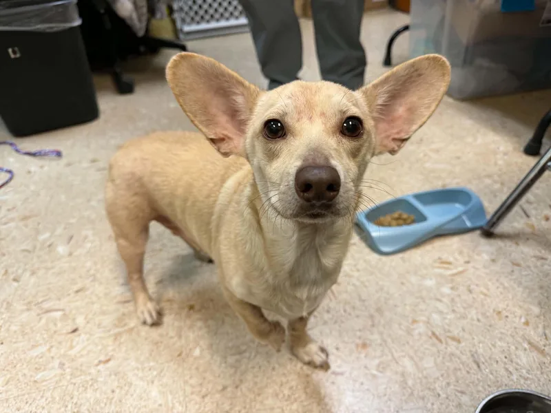 An adult small-sized male Chihuahua dog named Randall for adoption in Broken Arrow, OK
