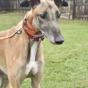 An adult large-sized male Greyhound dog named Cet Teddy for adoption in grandville, MI