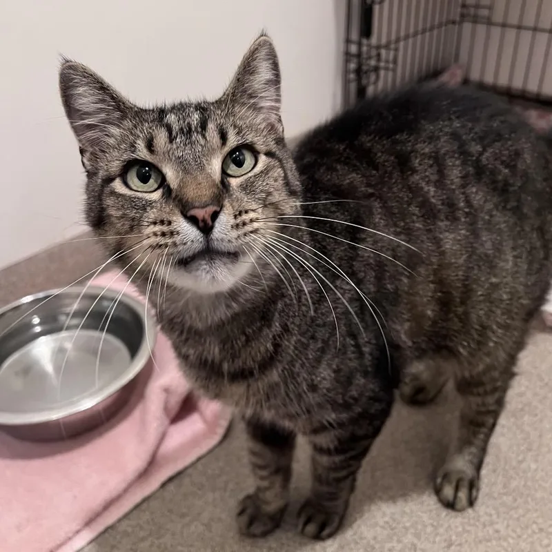 An adult large-sized male Brown / Chocolate Domestic Short Hair cat named Puddy for adoption in Arlington Heights, IL