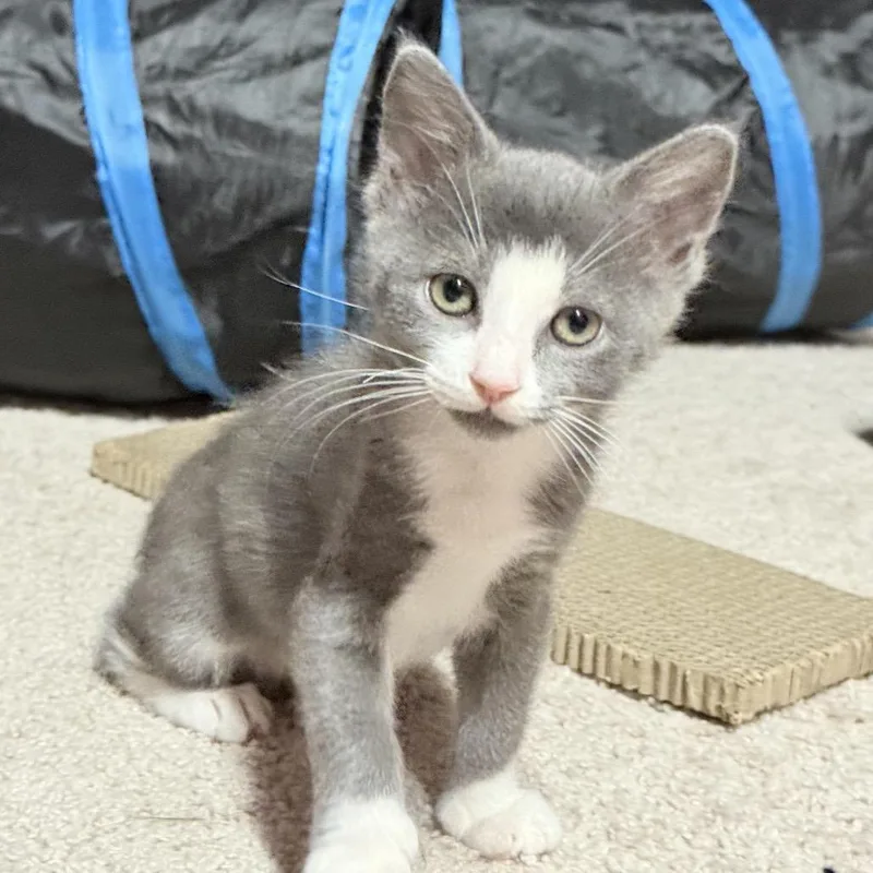 A baby small-sized male Gray / Blue / Silver Manx cat named Boots for adoption in North Port, FL