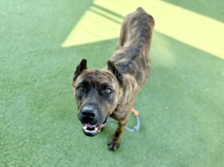 An adult large-sized female Boxer dog named Sable for adoption in Los Angeles, CA
