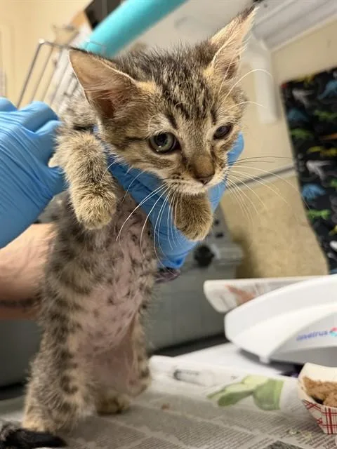 A baby small-sized female Domestic Short Hair cat named Daisy for adoption in Riverside, CA