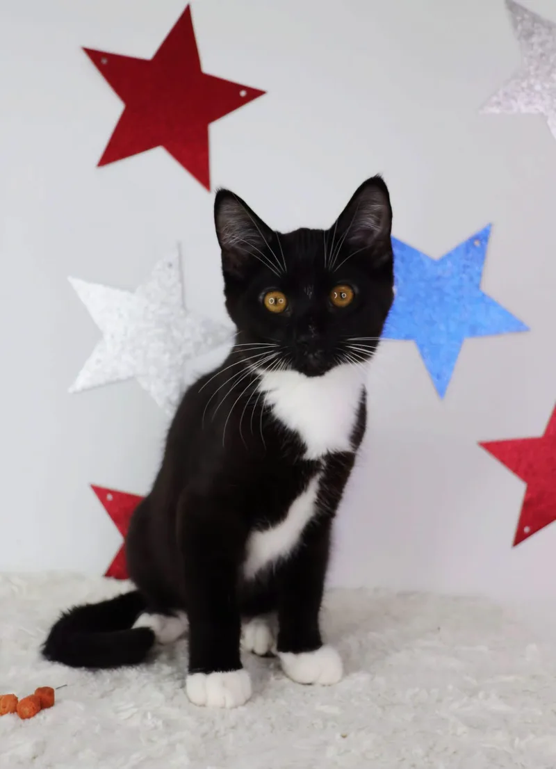 A baby small-sized female Black & White / Tuxedo Domestic Short Hair cat named Texas Pete for adoption in Ashland, KY