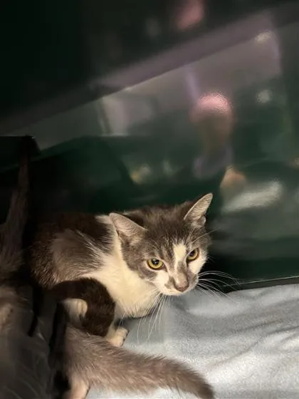 An adult medium-sized female White Domestic Short Hair cat named Rosemary for adoption in El Paso, TX