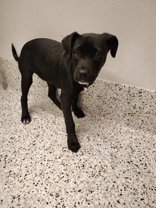A baby small-sized female Labrador Retriever dog named Fruity Pebbles for adoption in Atlanta, GA