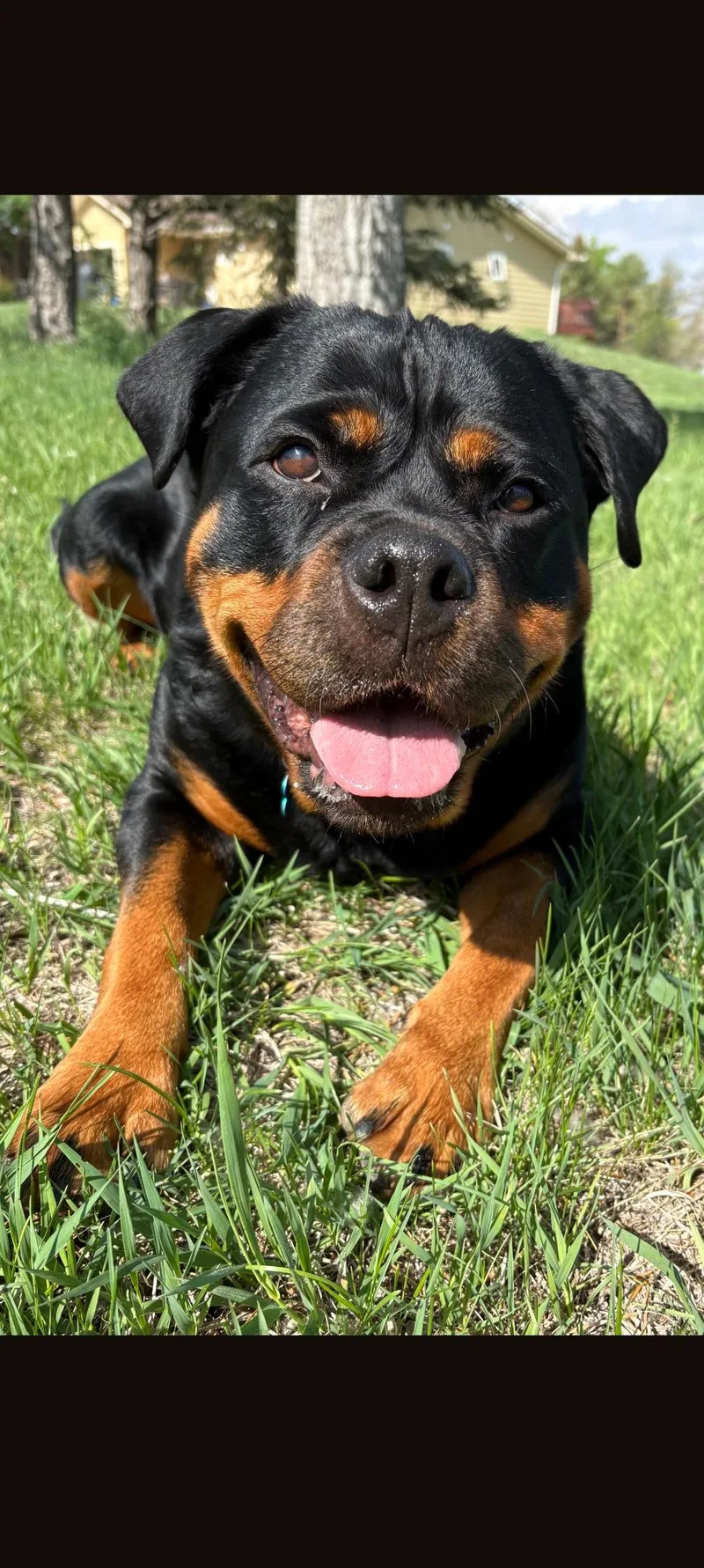 An adult extra large-sized female Black Rottweiler dog named Mera for adoption in JURUPA VALLEY, CA