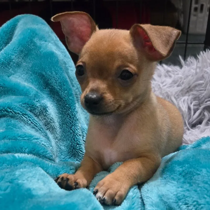 A baby small-sized male Brown / Chocolate Chihuahua dog named Colby for adoption in Durham, NC