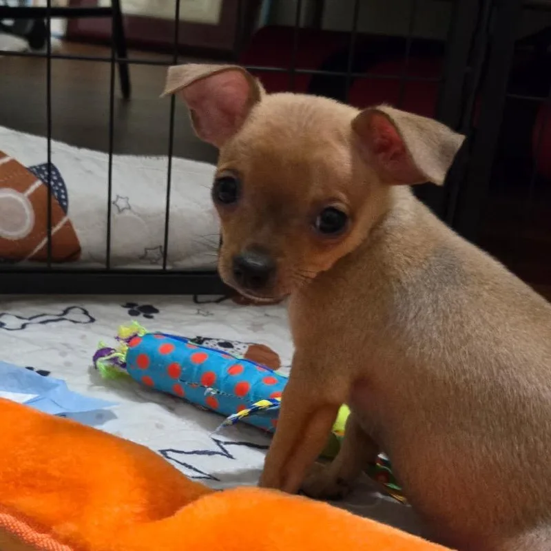 Colby thumbnail 4