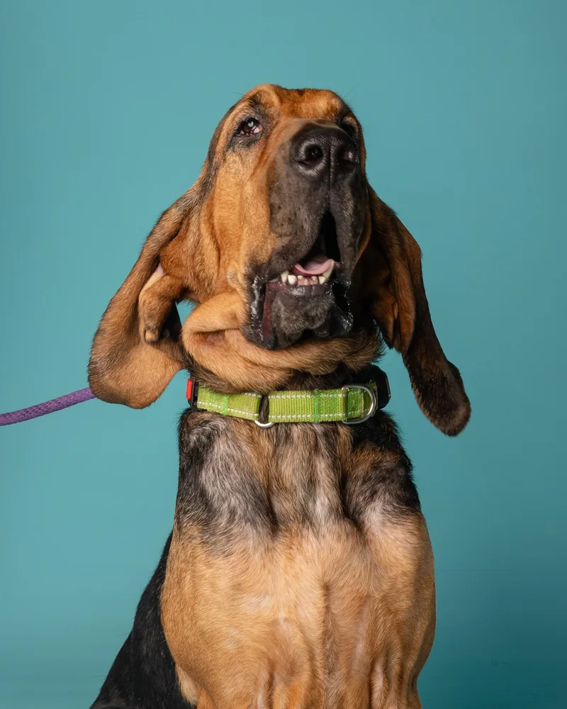 A young large-sized male Black Bloodhound dog named Trusty for adoption in Pflugerville, TX