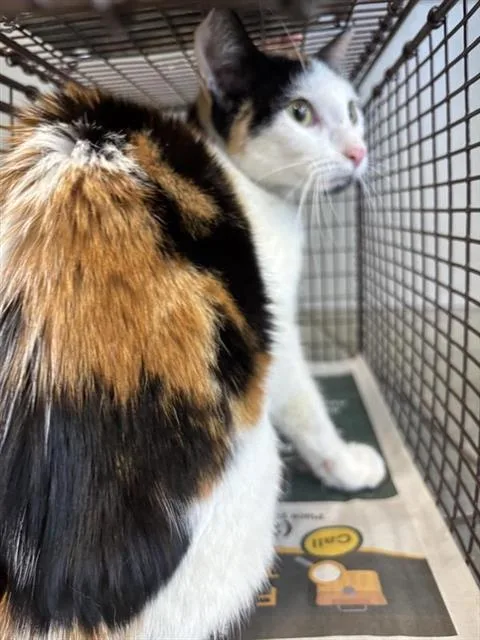 A young small-sized female Domestic Short Hair cat named Nyla for adoption in San Antonio, TX