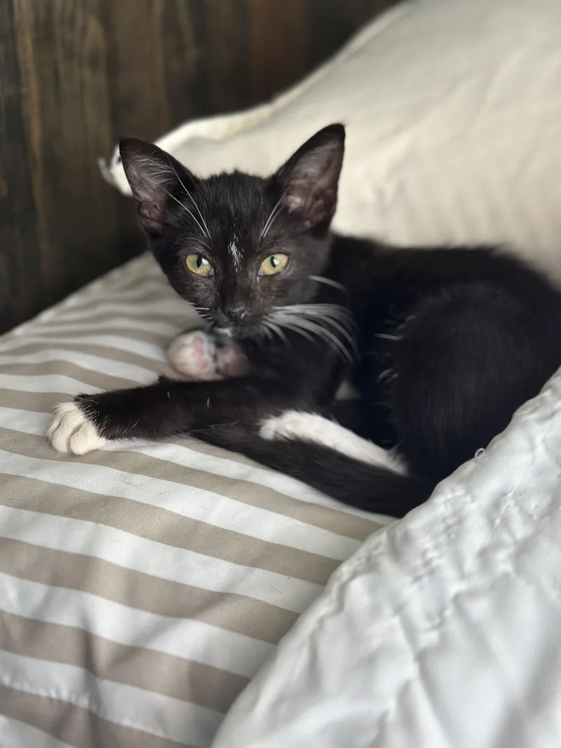 A baby small-sized female Domestic Short Hair cat named Bubbles for adoption in Hillsborough, NC