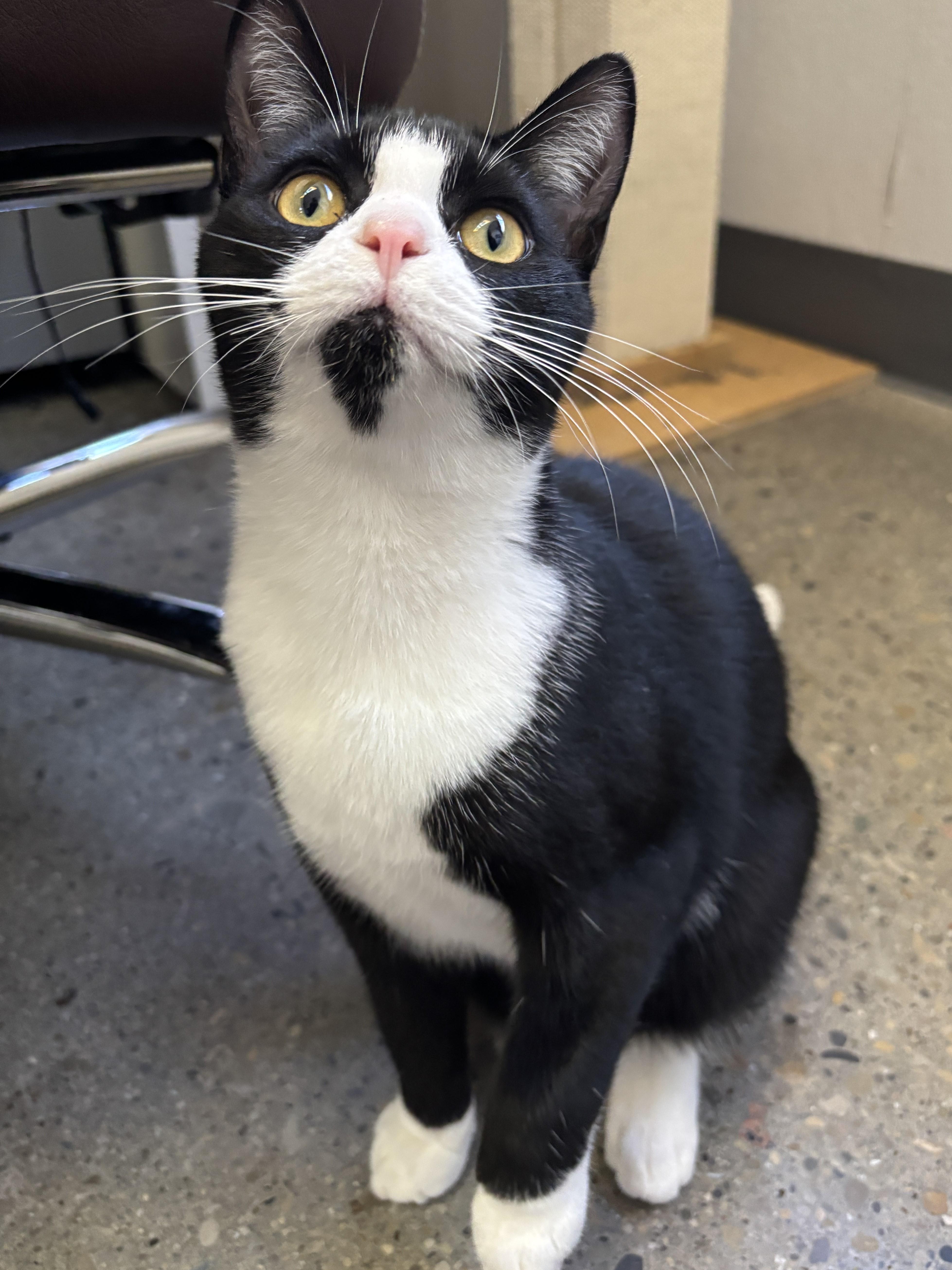 A young medium-sized male Tuxedo cat named Hostas for adoption in Columbus, OH
