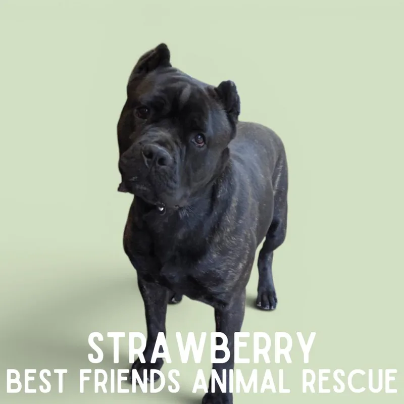 Strawberry