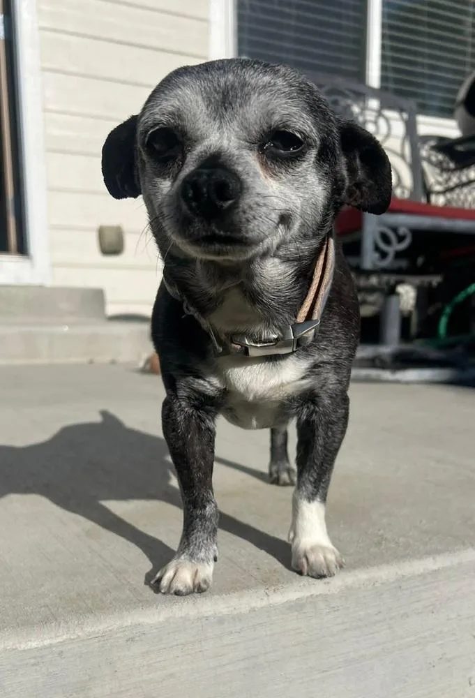 A senior small-sized male Gray / Blue / Silver Chihuahua dog named Wesley for adoption in Fort Lupton, CO