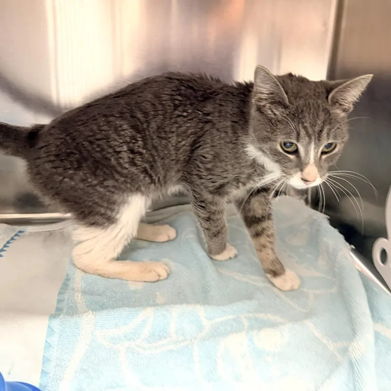 An adult small-sized female Gray / Blue / Silver Domestic Short Hair cat named Fancy Pants for adoption in Warrensburg, MO
