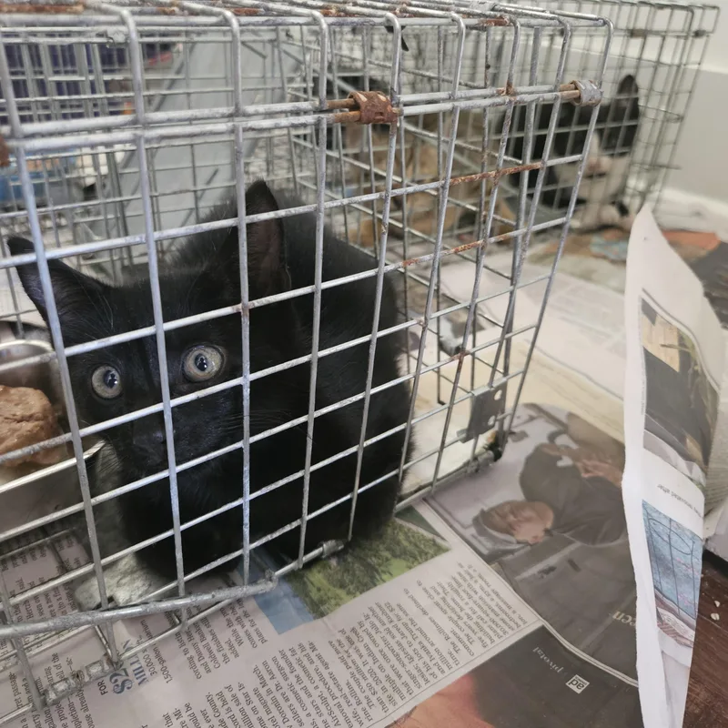A baby medium-sized male Black Domestic Short Hair cat named Toad for adoption in Wilmington, NC