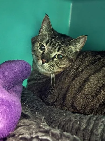 An adult small-sized female Domestic Short Hair cat named Squiggle for adoption in Sherwood, OR
