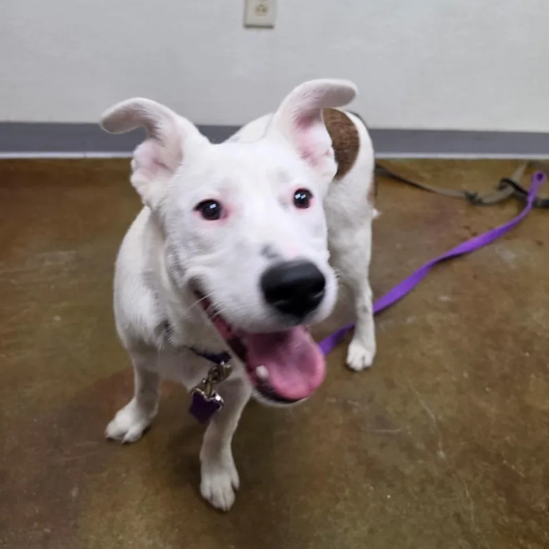 A young medium-sized male White / Cream Pit Bull Terrier dog named Gucci for adoption in Albuquerque, NM