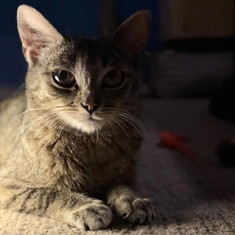 An adult medium-sized female Brown / Chocolate Domestic Short Hair cat named Dairy for adoption in Normal, IL