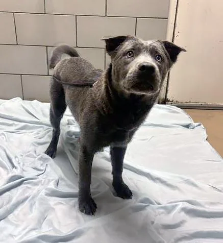 A young medium-sized female Gray / Blue / Silver Mixed Breed dog named Spinach for adoption in Nashville, TN