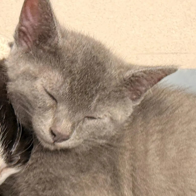A baby small-sized male Gray / Blue / Silver Domestic Short Hair cat named Waning Gibbous for adoption in Evansville, IN