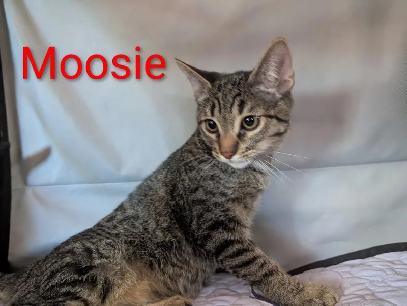 A baby small-sized male Tabby (Brown / Chocolate) Tabby cat named Moosie Heber for adoption in Chandler, AZ
