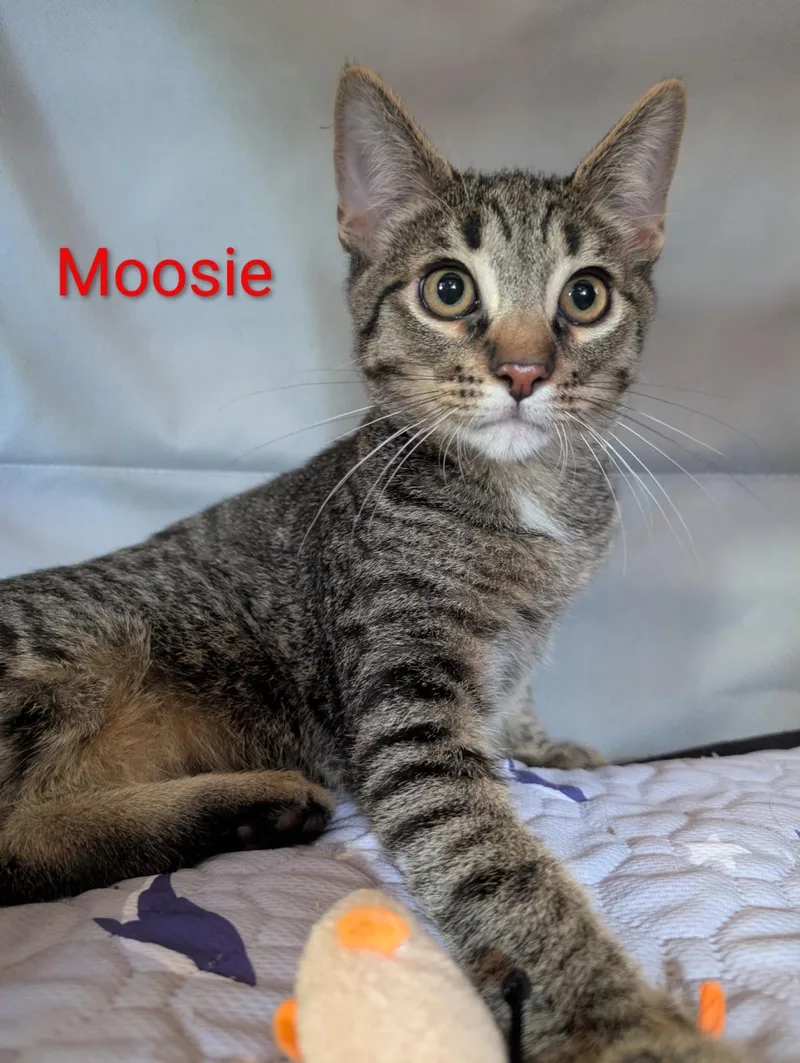 Moosie Heber thumbnail 2