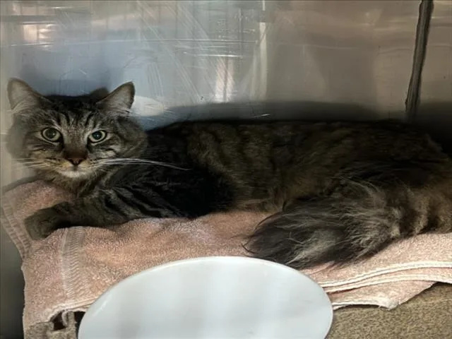 An adult large-sized male Brown / Chocolate Domestic Short Hair cat named Binx for adoption in Woodland, CA