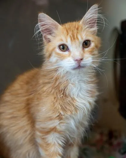 A baby small-sized male Domestic Short Hair cat named Everette for adoption in Pequot Lakes, MN