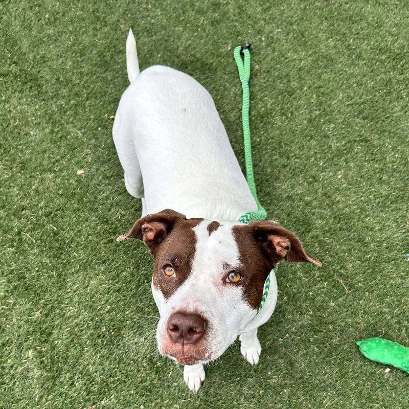 An adult large-sized female Brown / Chocolate Pit Bull Terrier dog named Xena for adoption in Newport, NC