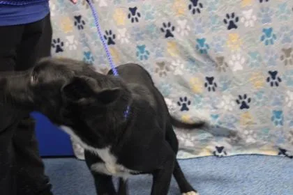 A baby medium-sized female Retriever dog named Daisy for adoption in Kenansville, NC