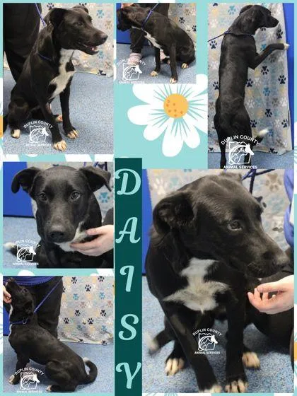 Daisy thumbnail 3