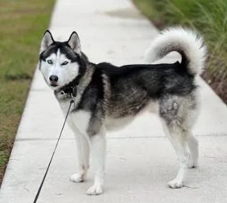 An adult medium-sized male Husky dog named Blu for adoption in Palm Harbor, FL