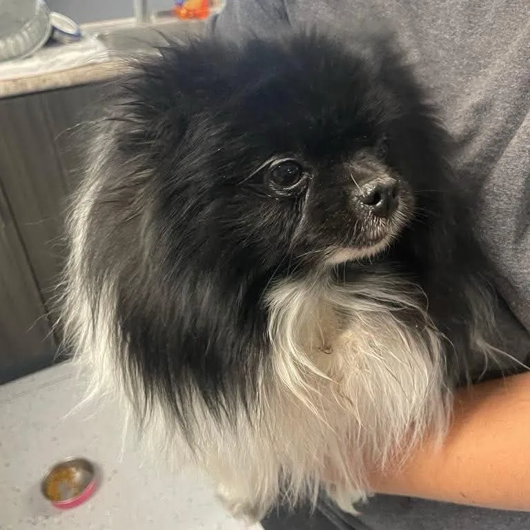 An adult small-sized female Pomeranian dog named Oreo for adoption in St. George, UT